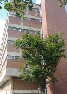 Photo of a portion of the south corner of the Waterloo Campus Laurier Library building taken in August 2012, with a tree.